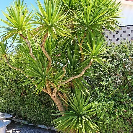 Feriehus Yucca House *